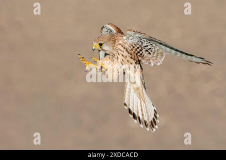 Common Kestrel, Falco tinnunculus, single adult female hovering in flight, Hortobagy, Ungheria, 30 aprile 2024 Foto Stock