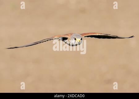 Common Kestrel, Falco tinnunculus, single adult female hovering in flight, Hortobagy, Ungheria, 30 aprile 2024 Foto Stock