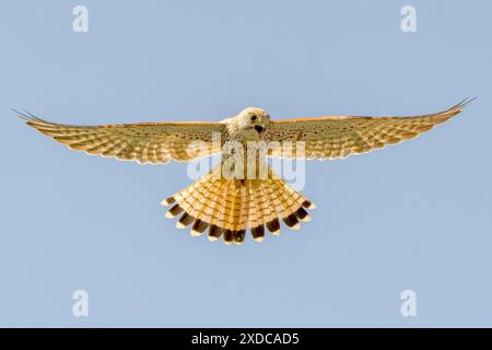 Common Kestrel, Falco tinnunculus, single adult female hovering in flight, Hortobagy, Ungheria, 30 aprile 2024 Foto Stock