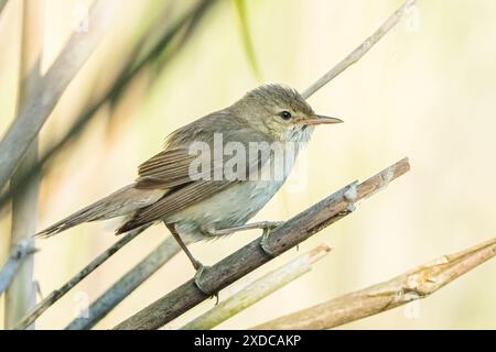 Common Reed Warbler, Acrocephalus scirpaceus, singolo adulto in piedi a terra all'aperto, Hortobagy, Ungheria, 2 maggio 2024 Foto Stock