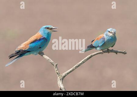 European Roller, Coracias garrulus, coppia di uccelli che riposano sul ramo d'albero, Hortobagy, Ungheria, 30 aprile 2024 Foto Stock