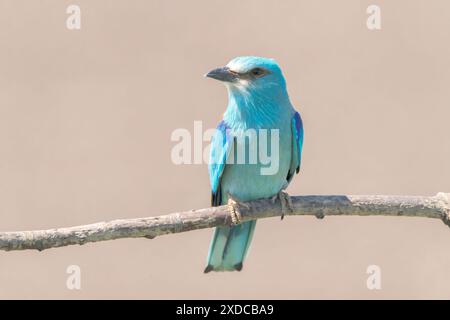 European Roller, Coracias garrulus, singolo uccello che poggia sul ramo d'albero, Hortobagy, Ungheria, 30 aprile 2024 Foto Stock