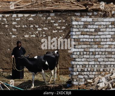 Un'anziana donna egiziana velata conduce la sua mucca nel villaggio di Bisaw su un'isola del Nilo a circa 90 km a nord di Assuan Foto Stock