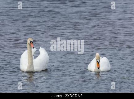 Un paio di cigni muti che nuotano insieme sullo stagno Foto Stock