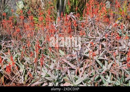 Sydney Australia, giardino di piante di aloe chabaudii in fiore Foto Stock