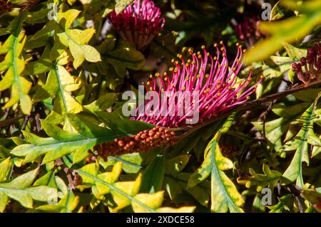 Sydney Australia, un arbusto gevillea 'poorinda Royal mantle' con fiori rosa-viola luminosi Foto Stock