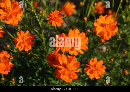 Cosmos di zolfo fiori di splendida colorazione arancione che fioriscono in un giardino estivo con fiori pieni e gemme emergenti. Foto Stock