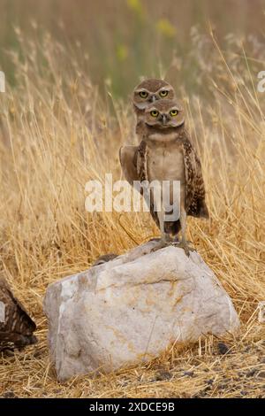 Divertente foto di animali di due gufi scavatori in piedi insieme su una roccia Foto Stock