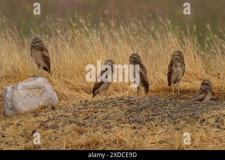 Gufi adulti e giovani che scavano nel loro nido nello Utah Foto Stock