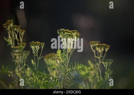 Tanacetum vulgare. I fiori di giallo brillante del comune tansy. Tansy Ordinary fiorisce nel prato selvaggio. Primo piano Foto Stock