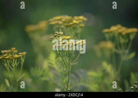 Tanacetum vulgare. I fiori di giallo brillante del comune tansy. Tansy Ordinary fiorisce nel prato selvaggio Foto Stock