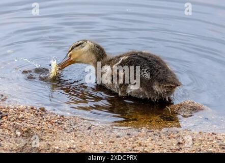 Mallard anatra mangiando pane nell'acqua Foto Stock