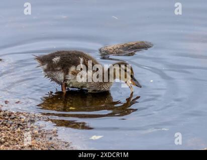 Mallard anatra mangiando pane nell'acqua Foto Stock