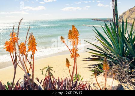 Bellissimo paesaggio marino con fiori arancioni di Aloe Arborescens in primo piano. Lo sfondo è il mare, la spiaggia sabbiosa e il cielo profondo. Foto Stock