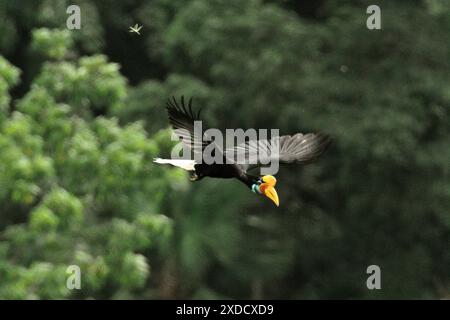 Una femmina di carpino bussato (Rhyticeros cassidix) vola mentre sta lasciando un albero in un'area vegetata nel Nord Sulawesi, Indonesia. Foto Stock