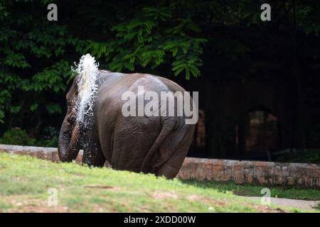 Nature's Grace: Un elefante crea una perfetta forma a spirale d'acqua mentre si gode una rinfrescante doccia a tronco Foto Stock