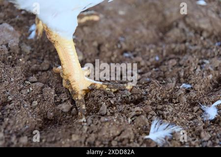 Primo piano di una zampa di pollo soffice in piedi su un ricco terreno marrone, che mostra la sua consistenza e la sua bellezza naturale Foto Stock