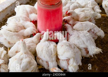 Mattina presso l'allevamento avicolo: Le galline bianche si nutrono con entusiasmo dal dispenser rosso, un mix armonioso di natura e agricoltura. Foto Stock