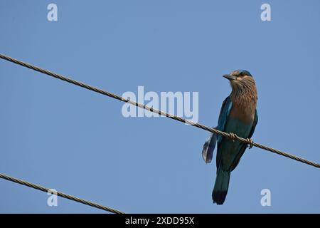 Un rullo indiano è appollaiato su un filo elettrico in un'area semi-urbana Foto Stock