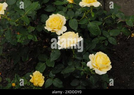 Copenaghen/Danimarca/22 giugno 2024/piante di fiori di rose e rose in un piccolo giardino di strada a Kastrup. Foto. Francis Joseph Dean/Dean Pictures non per uso commerciale Foto Stock