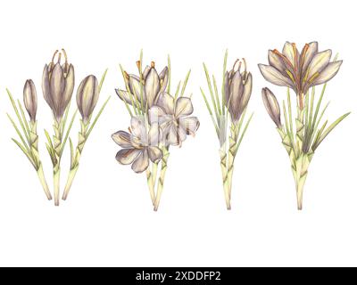 Una composizione con fiori di zafferano, croci viola dipinti ad acquerello. Mazzi con i primi fiori primaverili. Illustrazione acquerello isolata su Foto Stock