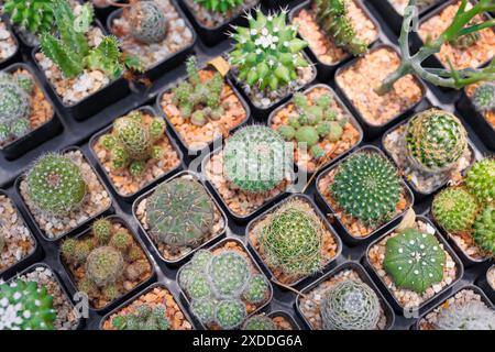 Una collezione diversificata di cactus in vaso esposti in un vivaio di giardini. L'immagine cattura la varietà e la bellezza delle piante succulente. Foto Stock