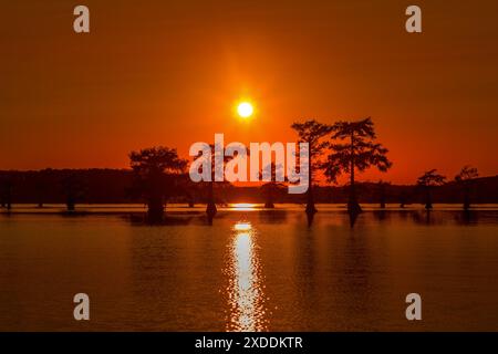 Sagome di cipressi nell'acqua del lago Caddo. Texas Foto Stock