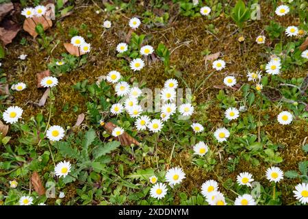 Piante di margherite in fiore, Bellis perennis, che crescono su terreni di muschio naturale in primavera, Regno Unito. Foto Stock