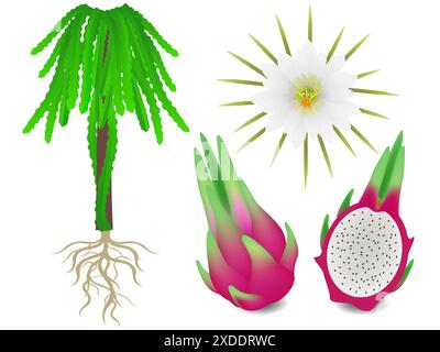 Parti di una pitahaya un cespuglio su sfondo bianco. Illustrazione Vettoriale