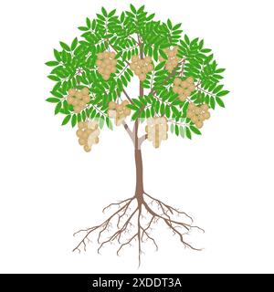 Albero longan con frutta e radici su sfondo bianco. Illustrazione Vettoriale