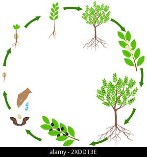 Ciclo di vita di una pianta di alloro su sfondo bianco. Illustrazione Vettoriale