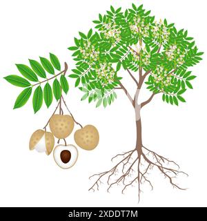 Albero longan in fiore con radici e frutti su bianco. Illustrazione Vettoriale