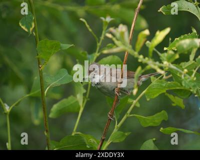 Whitethroat nidificerà in cespugli a bassa densità per scoraggiare i predatori. Foto Stock