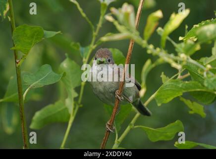 Whitethroat nidificerà in cespugli a bassa densità per scoraggiare i predatori. Foto Stock