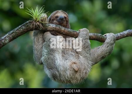 Simpatico bradipo appeso al ramo dell'albero con un aspetto divertente, perfetto ritratto di un animale selvatico nella foresta pluviale della Costa Rica che gratta la pancia, Bradypus Foto Stock