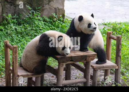 CHONGQING, CINA - 22 GIUGNO 2024 - due panda giganti giocano allo zoo di Chongqing, Cina, 22 giugno 2024. Foto Stock