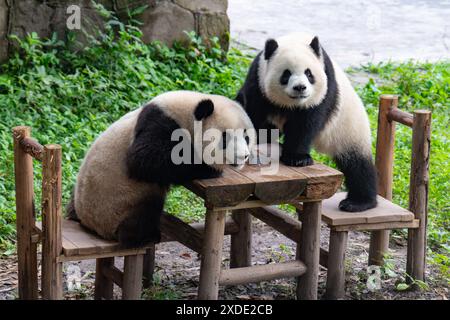 CHONGQING, CINA - 22 GIUGNO 2024 - due panda giganti giocano allo zoo di Chongqing, Cina, 22 giugno 2024. Foto Stock