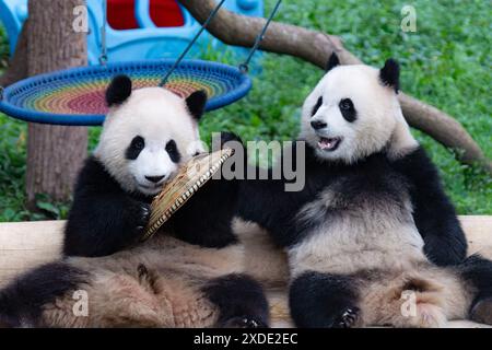 CHONGQING, CINA - 22 GIUGNO 2024 - due panda giganti giocano allo zoo di Chongqing, Cina, 22 giugno 2024. Foto Stock