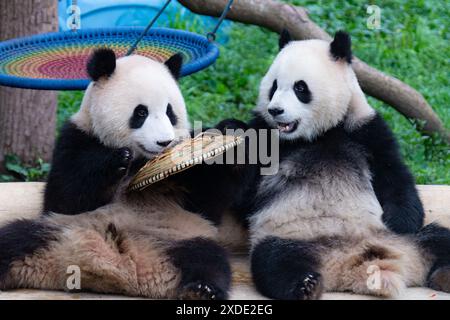 CHONGQING, CINA - 22 GIUGNO 2024 - due panda giganti giocano allo zoo di Chongqing, Cina, 22 giugno 2024. Foto Stock