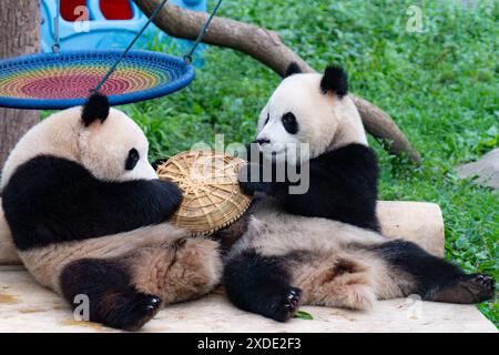 CHONGQING, CINA - 22 GIUGNO 2024 - due panda giganti giocano allo zoo di Chongqing, Cina, 22 giugno 2024. Foto Stock