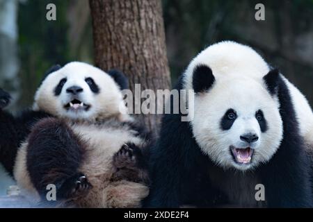 CHONGQING, CINA - 22 GIUGNO 2024 - due panda giganti giocano allo zoo di Chongqing, Cina, 22 giugno 2024. Foto Stock