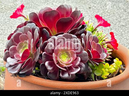 Fioritura vegetale vivace e succulenta in pentola di terracotta con fiori colorati Foto Stock