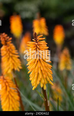 Punta di fiori di Red Hot Poker (Kniphofia 'Shining Sceptre') in un giardino all'inizio dell'estate Foto Stock