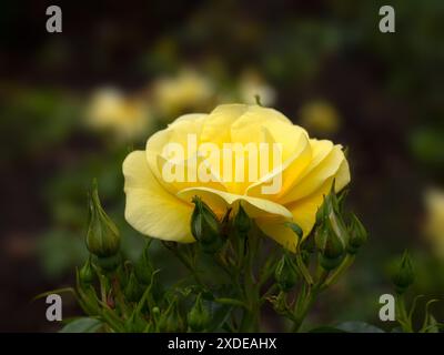 Primo piano di un singolo fiore e gemme di Rosa 'Flower Carpet Gold' in un giardino all'inizio dell'estate Foto Stock