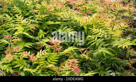 Fogliame di Sorbaria sorbifolia 'Sem' in giardino all'inizio dell'estate Foto Stock