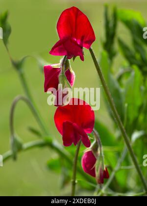 Primo piano del fiore di Sweet Pea Lathyrus odoratus 'Re Edoardo VII' in un giardino all'inizio dell'estate Foto Stock