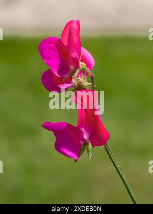 Primo piano del fiore di Lathyrus odoratus 'Miss Willmott' in un giardino all'inizio dell'estate Foto Stock