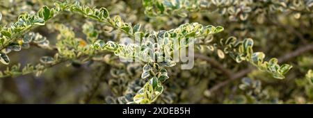 Panorama del fogliame di Azara microphylla "variegata" in giardino in estate Foto Stock