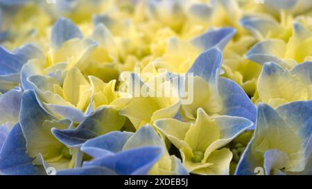 Primo piano della testa di fiori di Hydrangea macrophylla (varietà sconosciuta) in un giardino all'inizio dell'estate Foto Stock