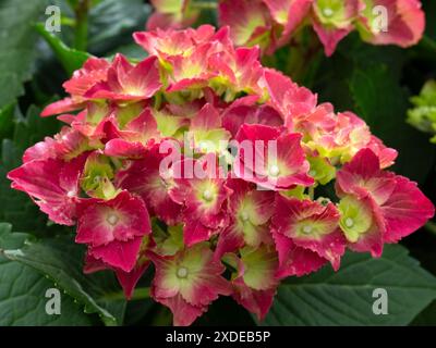 Primo piano di Hydrangea macrophylla (varietà sconosciuta) in un giardino all'inizio dell'estate Foto Stock